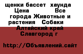 щенки бассет- хаунда › Цена ­ 20 000 - Все города Животные и растения » Собаки   . Алтайский край,Славгород г.